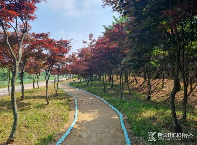 김포 홍단풍 나무숲길