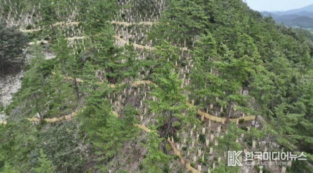 지난해 완도군에서 추진한 _섬 숲 경관 복원 사업_ 대상지인 고금면 청용리 산 전경