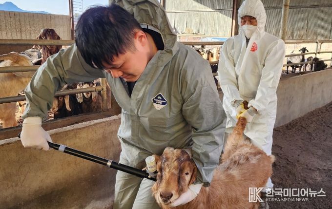 구제역 백신 접종