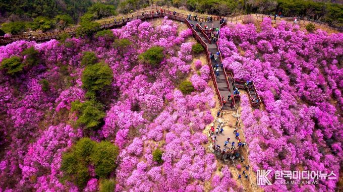 강화군, 고려산 진달래 꽃구경 행사 앞두고 상춘객 맞이 준비 박차