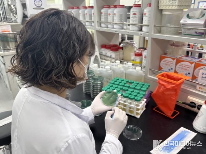 비브리오패혈증균 검사 사진