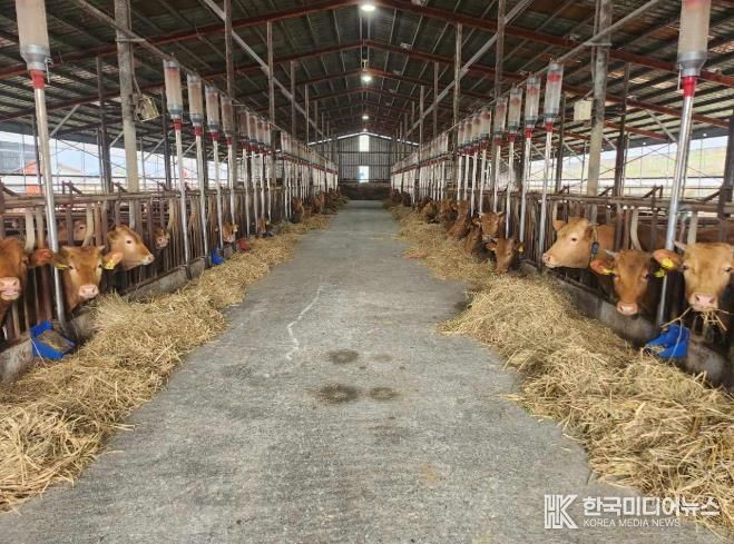 정읍시, 올해 한우 임신진단 키트 6120개 보급…농가당 최대 30개 지원