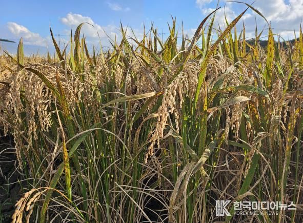 사천시, 벼 깨씨무늬병 대응 사전관리 철저 당부