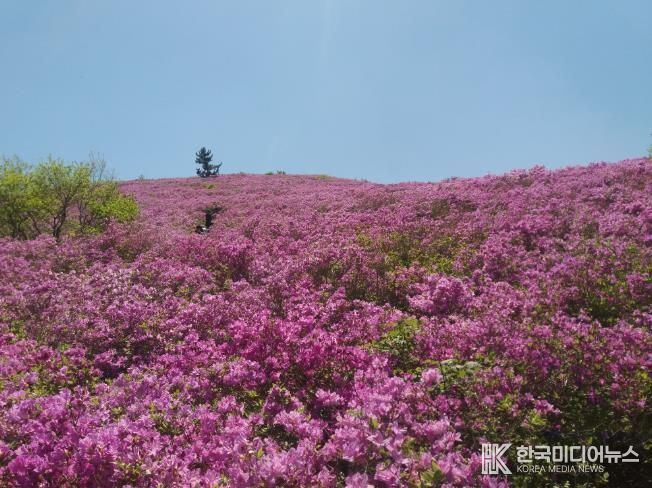 보성군, 전국 최대 철쭉군락지 일림산 탐방 환경 개선_일림산 철쭉군락지 전경