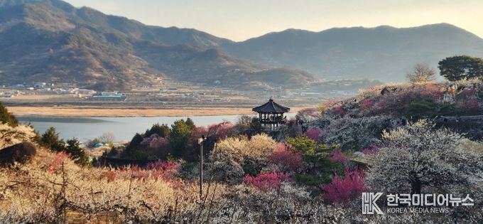 제25회 광양매화축제, 매화 만개 속 방문객 발길