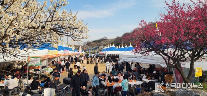 하루 13만 명 몰렸다… 광양매화축제, 유료화 이후 최대 인파