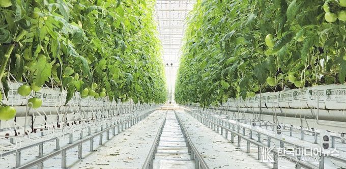 홍천군, 임대형 스마트팜 악조건 속 토마토 첫 출하