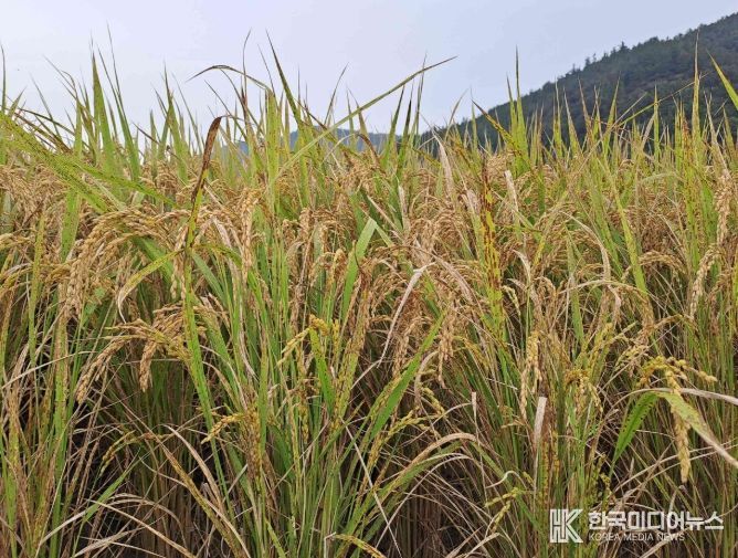 “벼 깨씨무늬병 예방 위해 토양관리 철저” 당부