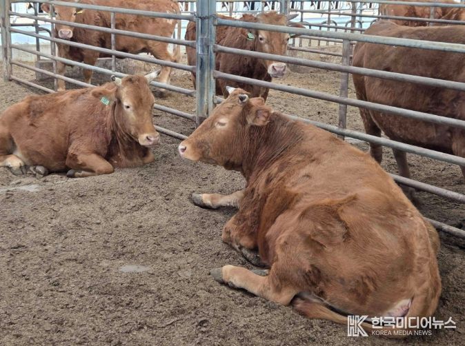 “소 한 마리에 2,500만 원” 담양군 종축개량 정책