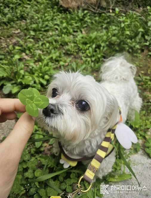 성남시, 반려동물 의료서비스 지원사업 확대