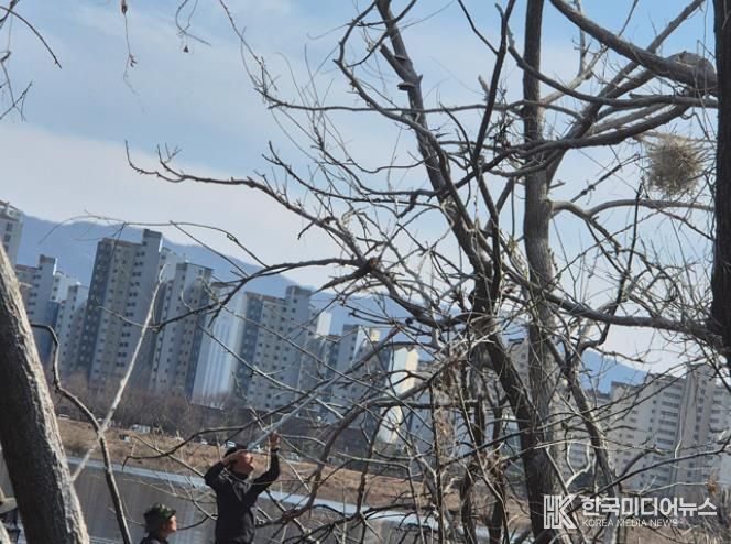 지난 25일 장대낫을 이용한 둥지 제거 현장