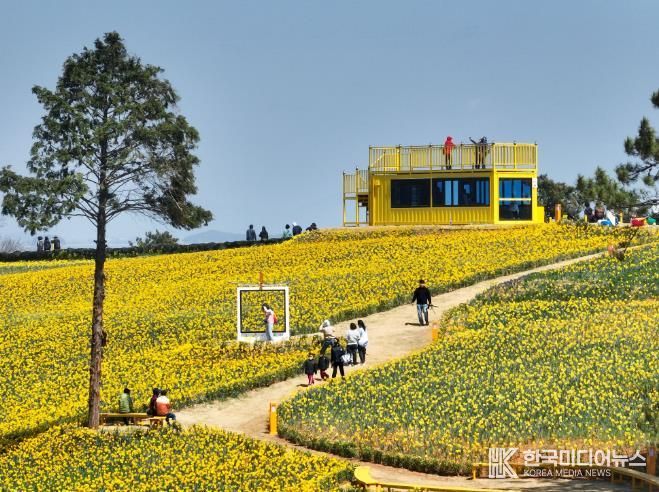 종자·종묘 생산기반 구축 사진-신안 선도 수선화 축제(신안군 제공).