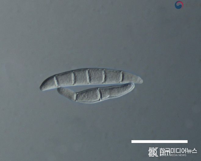 맥류 출수기 붉은곰팡이병 등 병해충 적기 방제 당부