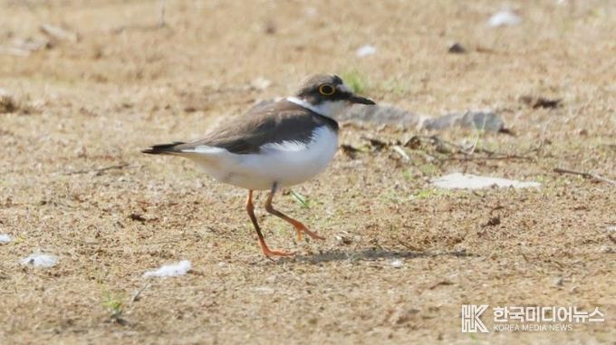 창원시 주남저수지 연꽃단지, 도요·물떼새들의 생태 오아시스