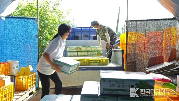 화천군 간동면 지역의 한 농가에서 여성 농업인이 애호박을 출하하고 있다.