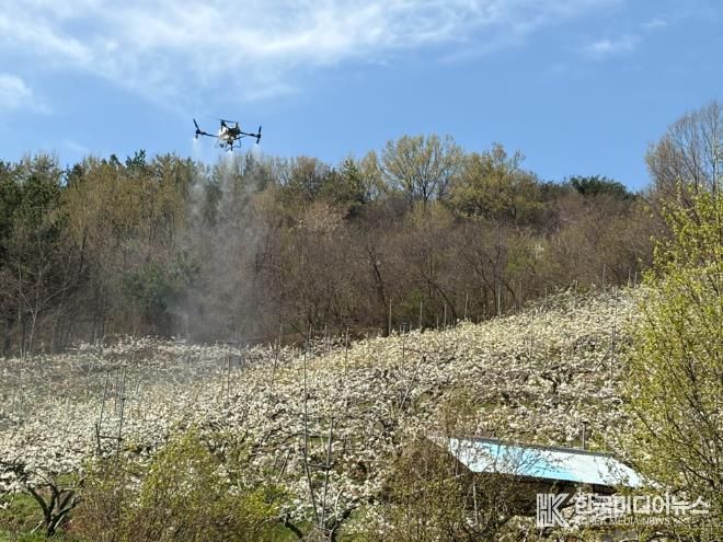 산청군 드론 활용 배 인공수분 실증시험 실시