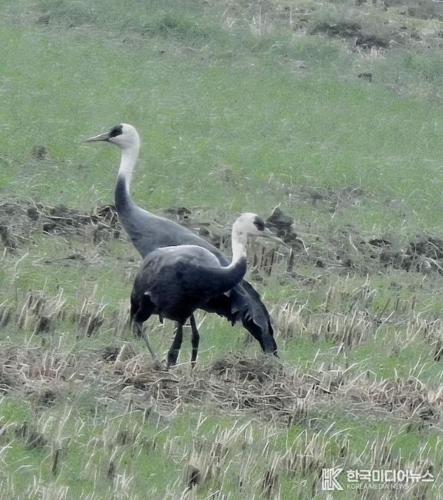 순천만에 남은 마지막 흑두루미 한 쌍