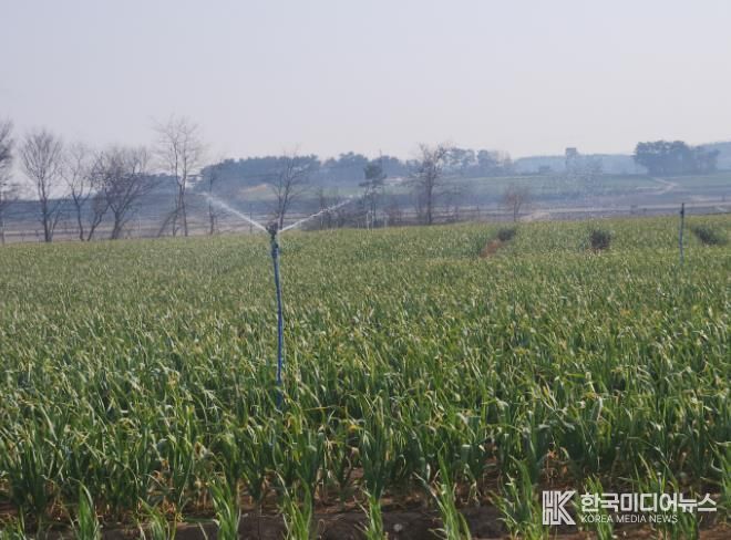 서산시, 마늘 생육기 물관리 및 병해충 방제 강조