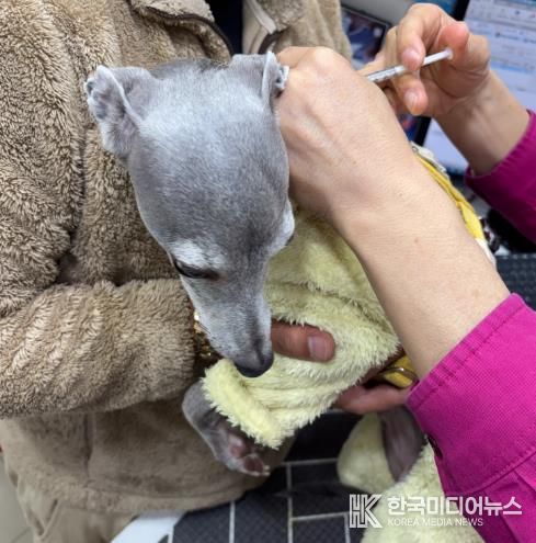 광견병 주사 접종 사진