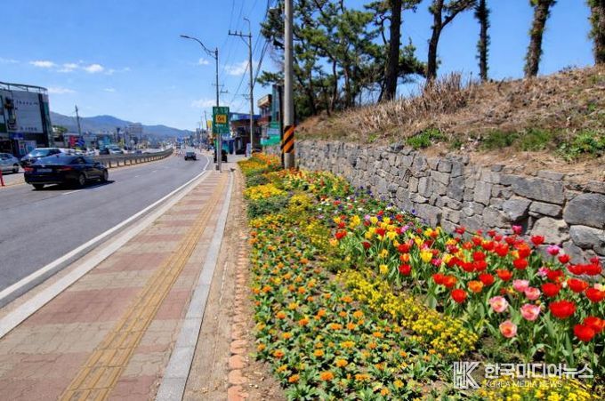 강화군, 길 위에 봄을 심다… 48국도변 2만여 본 봄꽃 식재