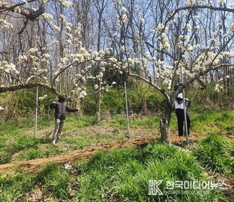 영농철 맞아‘배 인공수분’ 일손돕기
