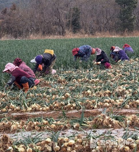 고흥군, 조생양파 가격 하락 대응 소비 촉진 ‘총력’