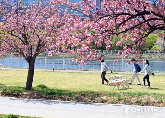 분홍빛 설렘이 가득한 하남시 미사경정공원을 찾은 시민들이 흐드러지게 핀 겹벚꽃 나무 아래를 걸으며 봄의 정취를 만끽하고 있다.